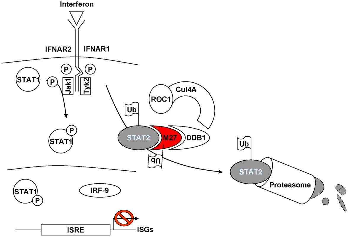 Current model of pM27 function.