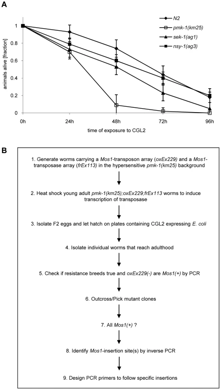 Workflow of the forward genetic screen for CGL2-resistant <i>C. elegans</i> mutants.