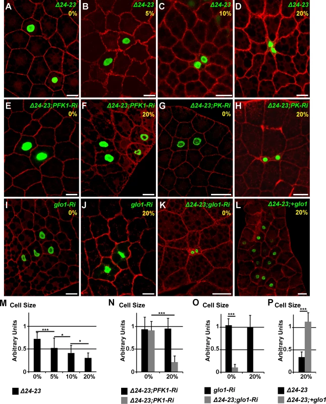 Cell-autonomous defect in <i>FASN</i> mutant FB cells.