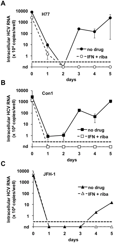 Wild-type HCV produced in BHK-WNV cells infect HepG2-CD81 cells.