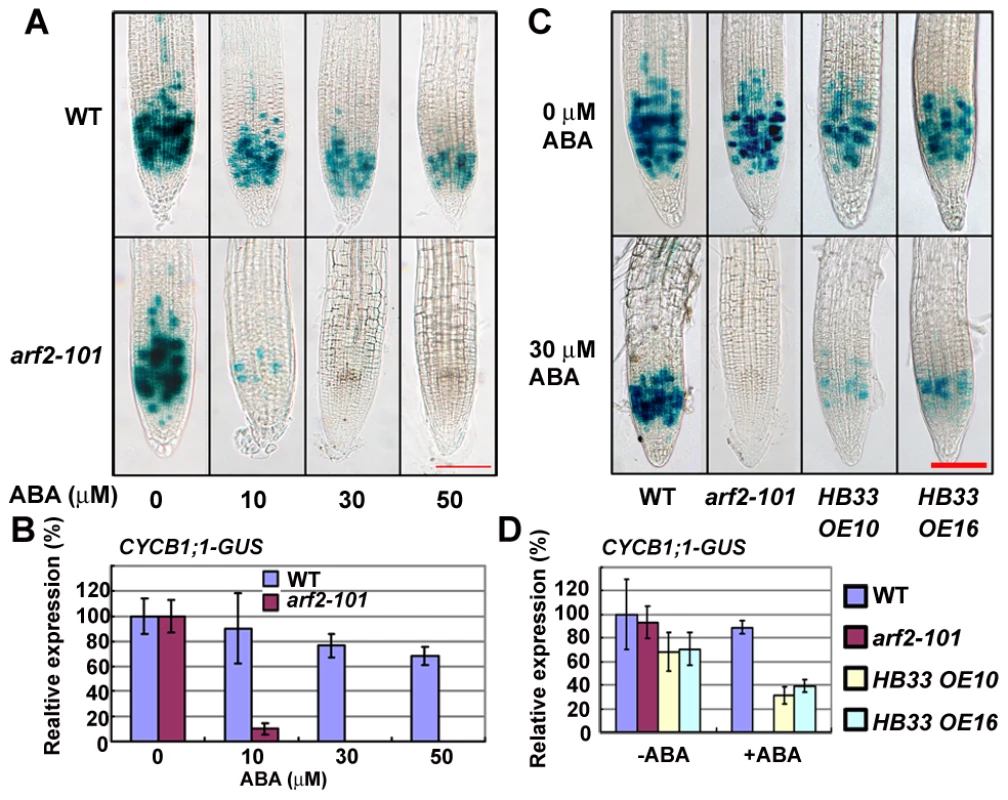 ABA treatment significantly reduces the expression of <i>CYCB1;1</i> in <i>arf2-101</i> and <i>HB33</i> overexpressing plants.