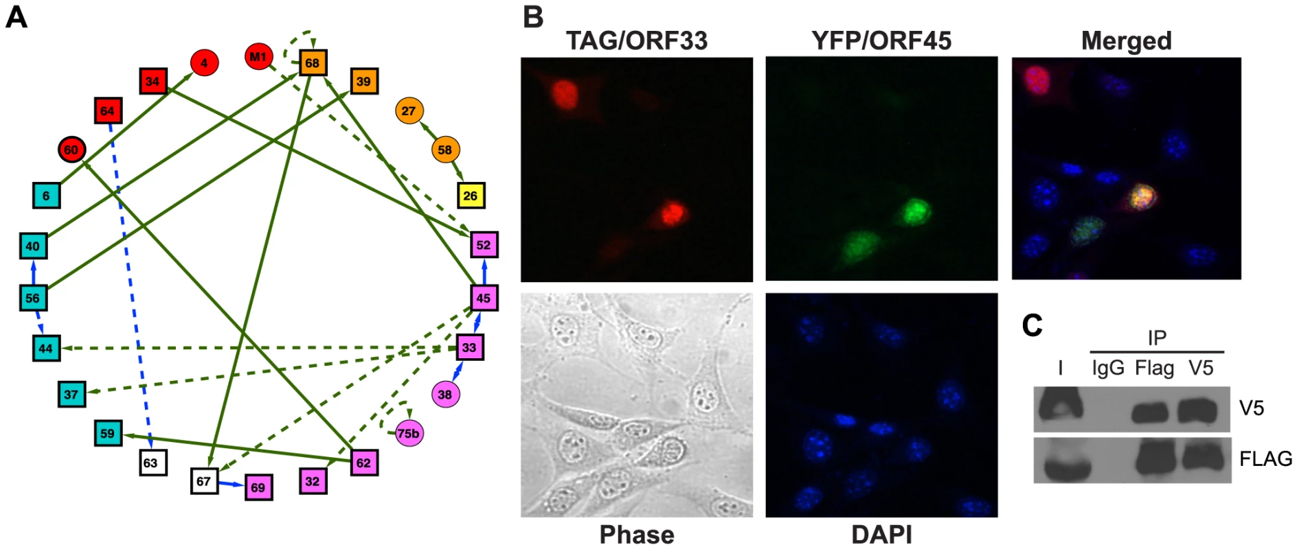 The network of interactions between MHV-68 proteins.