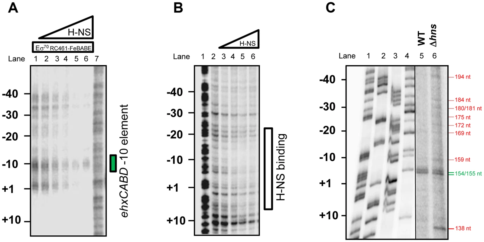 H-NS is required for correct positioning of RNA polymerase at P<i>ehxCABD</i>.