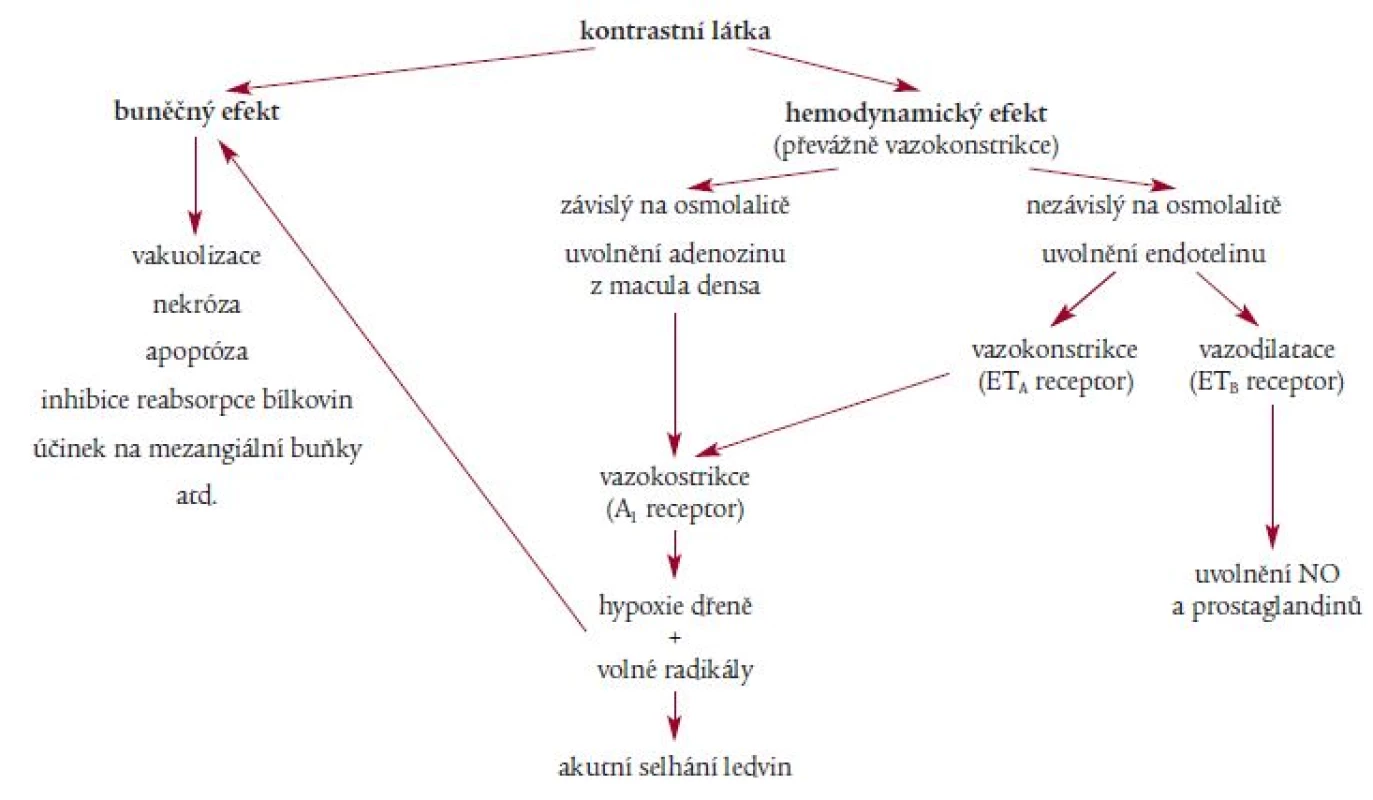 Patofyziologické cesty vedoucí ke vzniku CMIN [11].