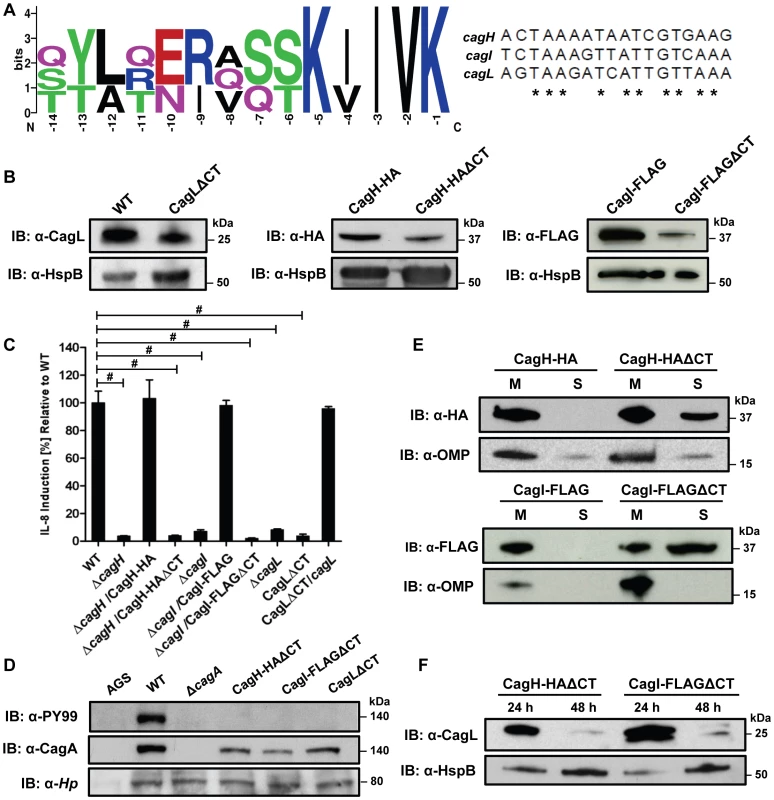 Analysis of a conserved C-terminal motif in CagH, CagI, and CagL.