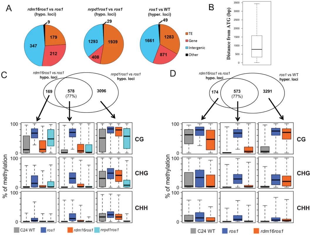 Analysis of DMRs identified in <i>rdm16ros1</i>.