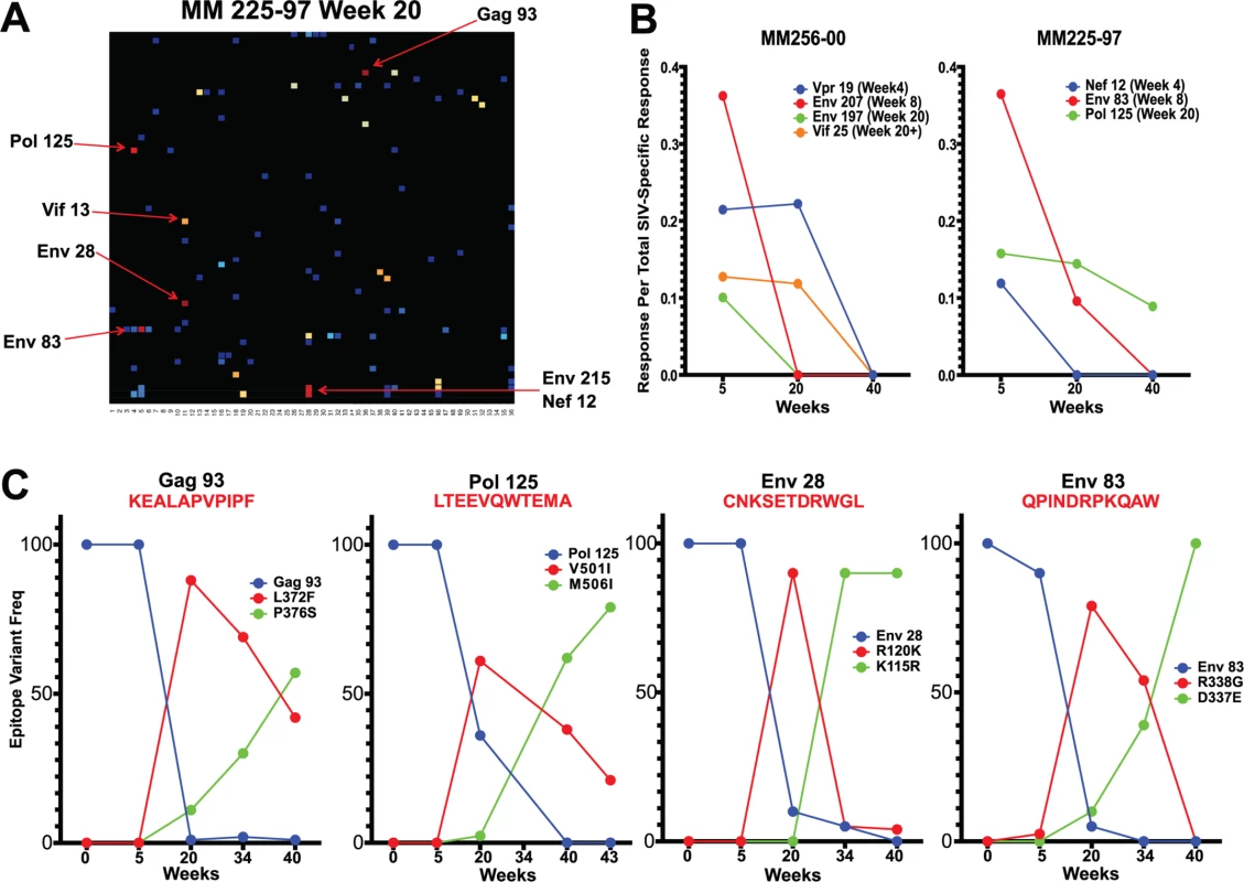 Sequence evolution and CD8 T cell responses overlap, positionally and temporally.