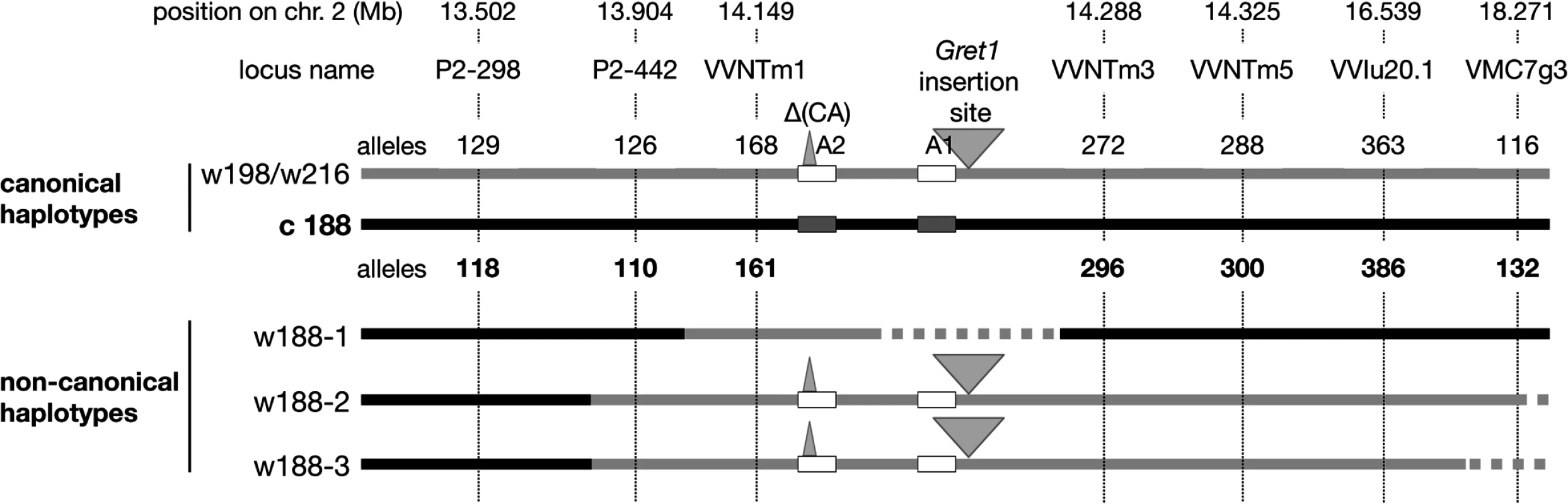 Schematic presentation of the Pinot haplotypes determined by genetic analysis.