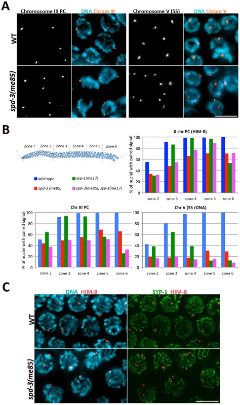 <i>spd-3(me85)</i> mutants display a pairing defect and non-homologous synapsis.