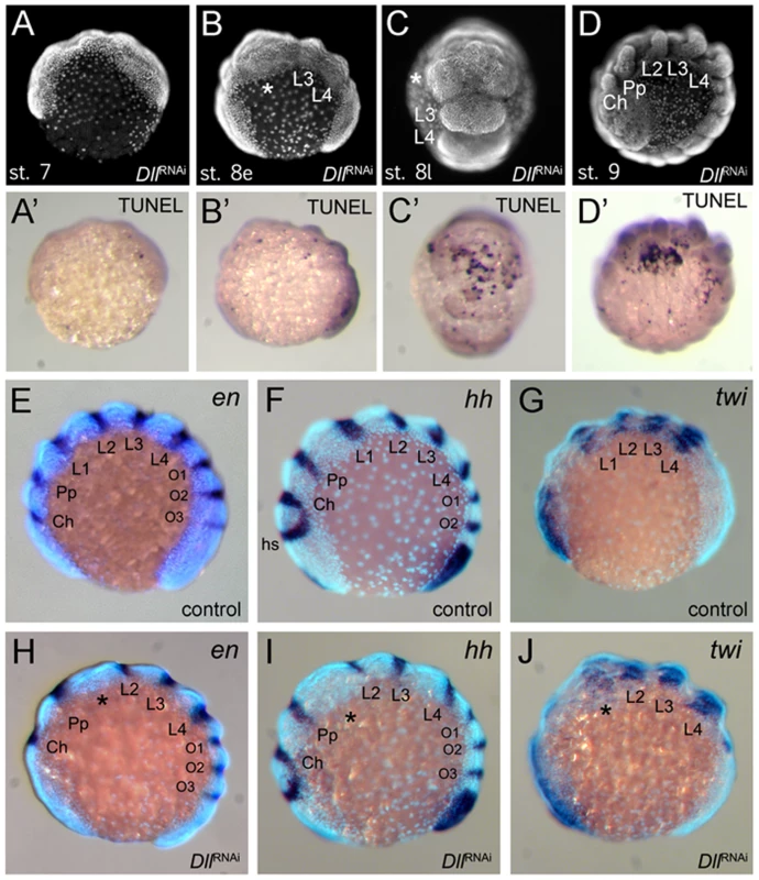 Effects of <i>At-Dll</i> RNAi.