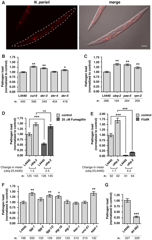 The SCF ligases, UPS and autophagy limit the growth of <i>N. parisii</i> in the <i>C. elegans</i> intestine.
