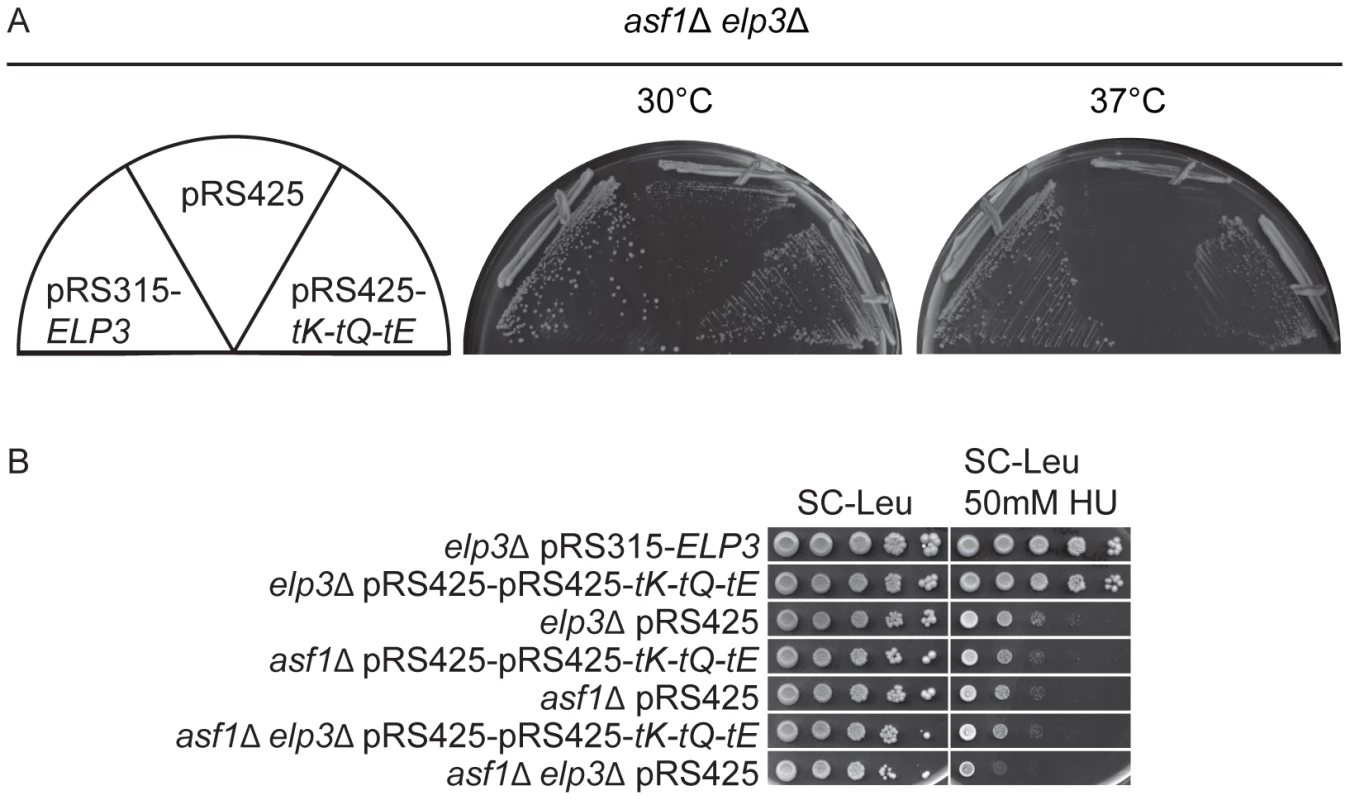 Increased levels of tRNA<sup>Lys</sup><sub>s<sup>2</sup></sub><sub>UUU</sub>, tRNA<sup>Gln</sup><sub>s<sup>2</sup></sub><sub>UUG</sub>, and tRNA<sup>Glu</sup><sub>s<sup>2</sup></sub><sub>UUC</sub> bypass the phenotypes of <i>asf1</i>Δ <i>elp3</i>Δ double mutants.