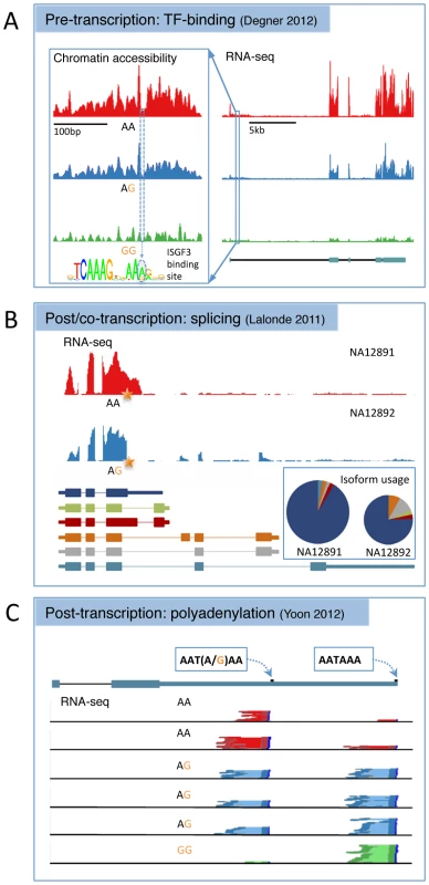 Three examples of alternative biological routes to gene expression variation identified using alternative molecular phenotypes from the recent literature.