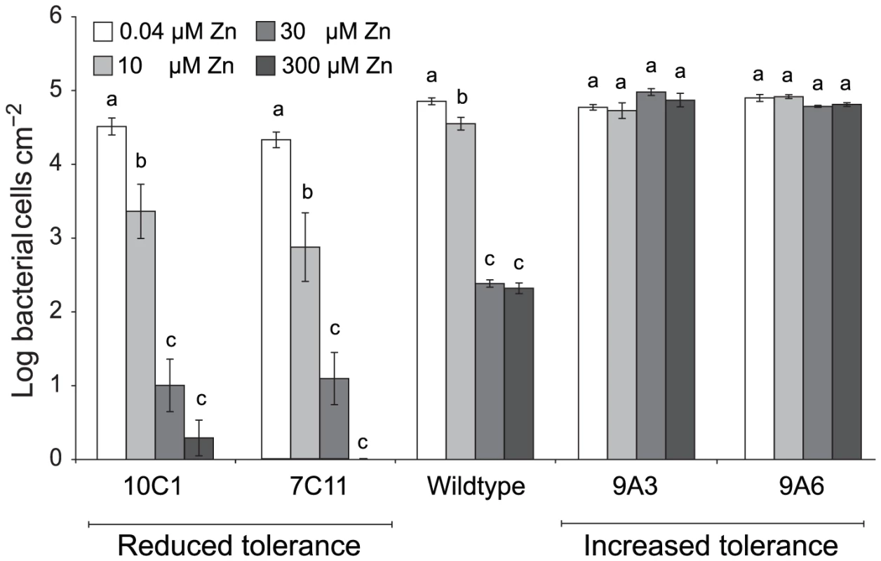 <i>P. syringae</i> pv. maculicola M4 mutants with altered zinc tolerance show differential growth in <i>Thlaspi caerulescens.</i>