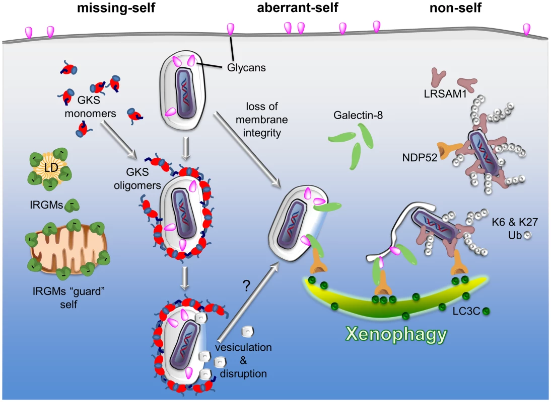 PRRs detect three types of patterns associated with the macromolecular structure of cytosolic bacteria and PVs: missing-self, aberrant-self, and non-self.