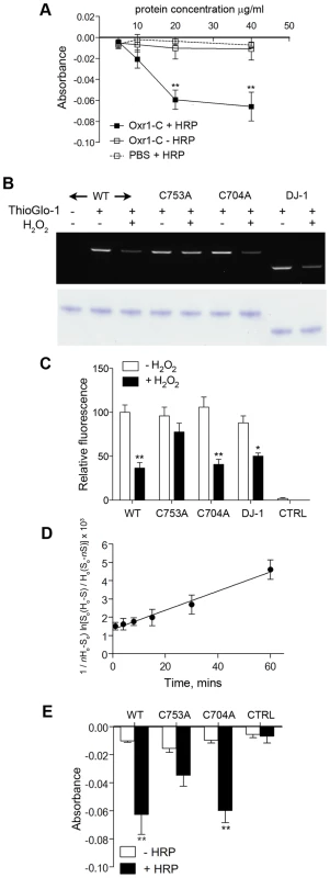 Oxr1 undergoes oxidation by H<sub>2</sub>O<sub>2</sub>.