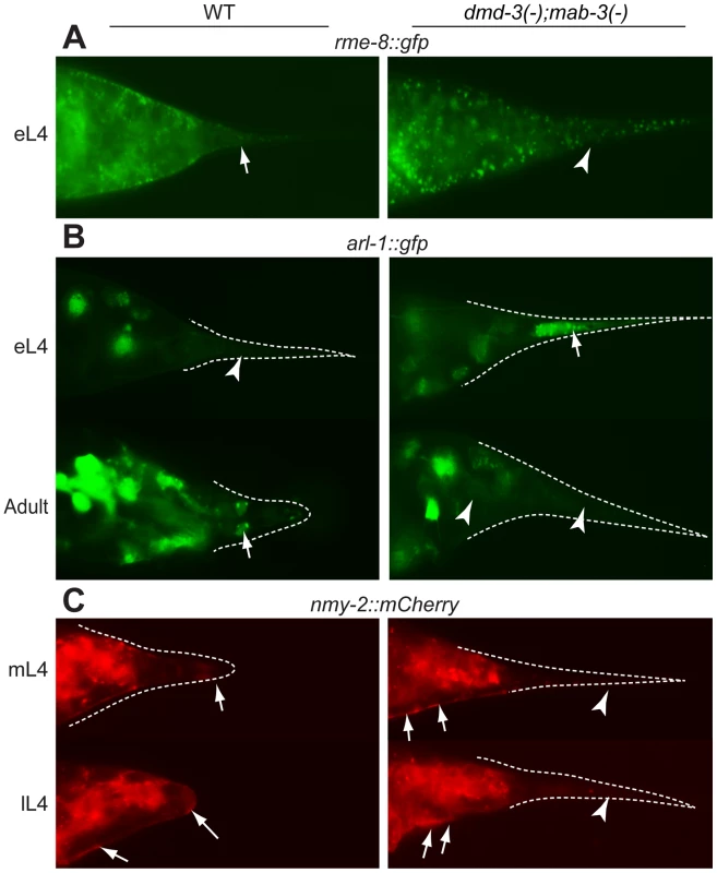 Cellular processes controlled by DMD-3 and MAB-3.