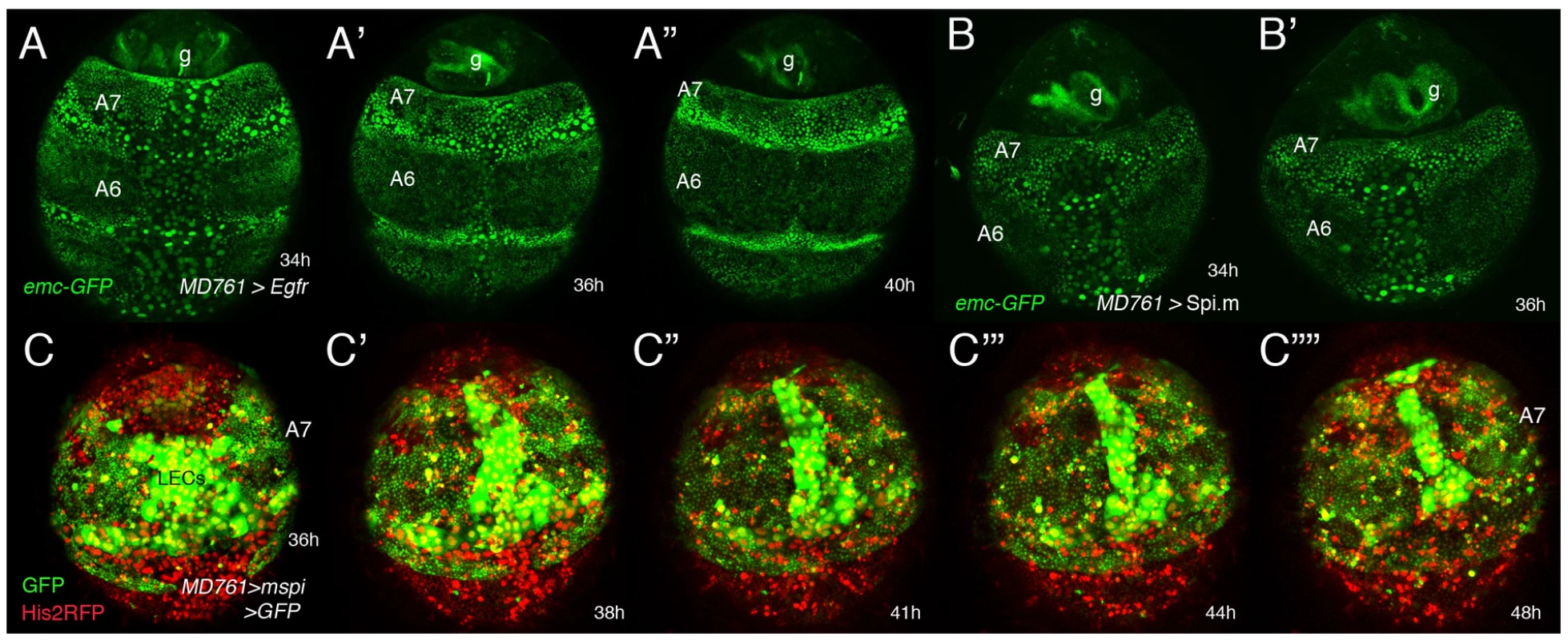 Genetic interactions between <i>emc</i> and the EGRF pathway.