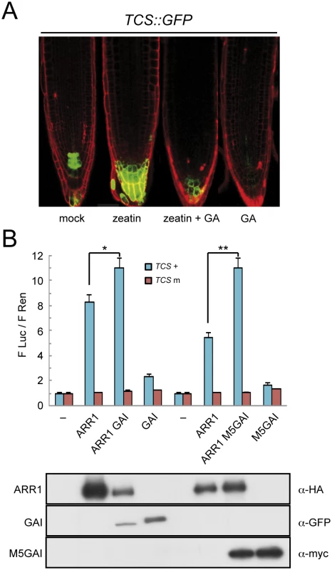DELLAs promote ARR1 activity.
