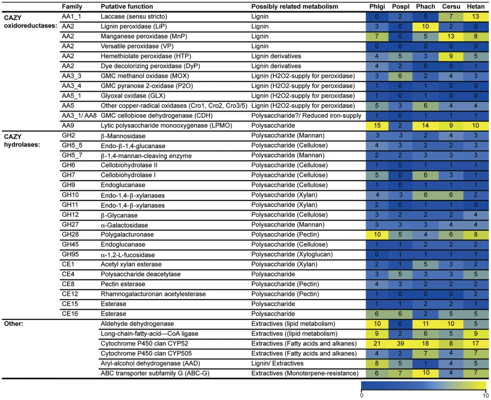 Number of genes identified in white rot fungi <i>P. gigantea</i> (Phlgi), <i>P. chrysosporium</i> (Phach)<em class="ref">[27]</em>, <i>C. subvermispora</i> (Cersu)<em class="ref">[22]</em>, and <i>H. annosum</i> (Hetan)<em class="ref">[75]</em>, and the brown rot fungus <i>P. placenta</i> (Pospl)<em class="ref">[45]</em>.