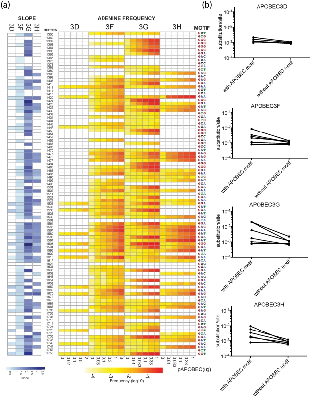 Positions of G-to-A mutations within the APOBEC3 trinucleotide context of the edited sites are shown in the HIV-1 genome.