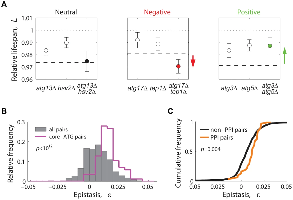 Lifespan-epistatic interactions recapitulate functional and physical associations.