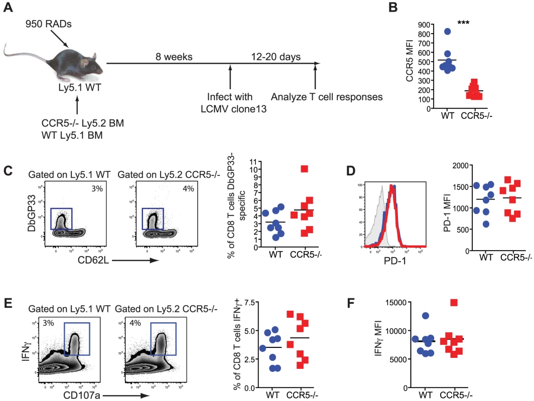 CD8 T cells do not need to bind RANTES directly.
