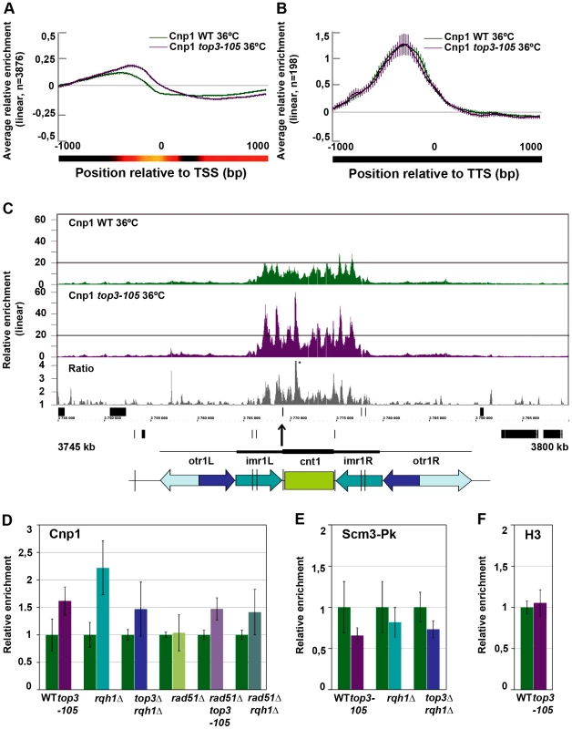 Top3 and Rqh1 affect CENP-A<sup>Cnp1</sup> enrichment at 5′IGRs and centromeres.