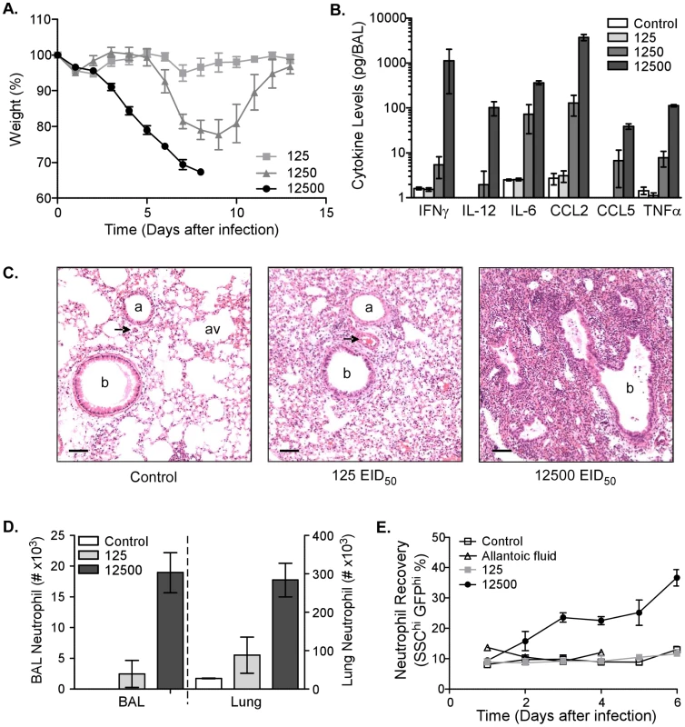 Morbidity, inflammation, and neutrophil number are increased after infection with high dose influenza virus.
