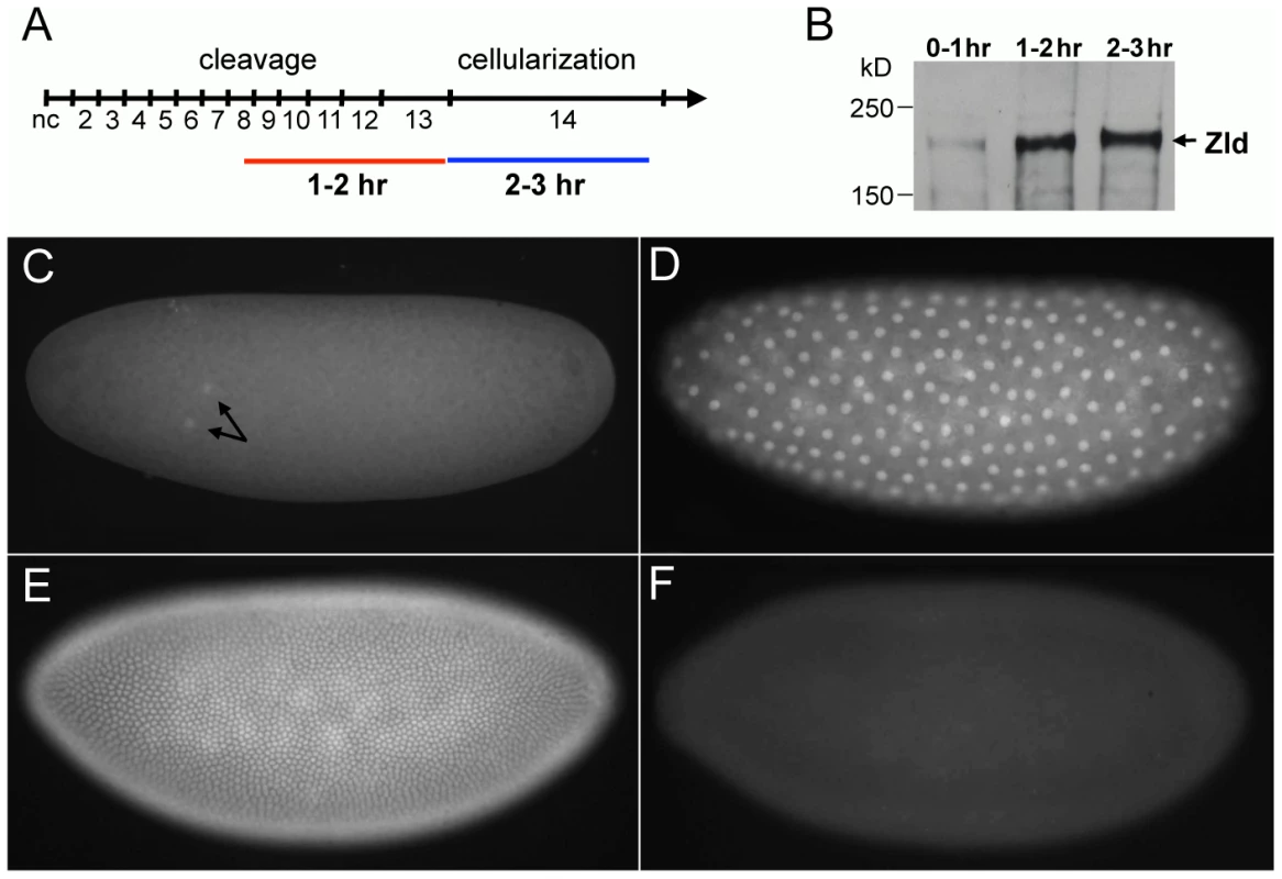 Zld protein expression in early embryos.