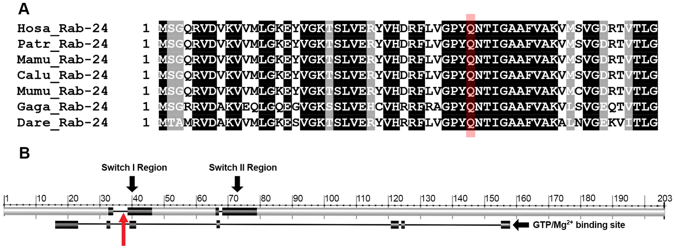 The Rab24 protein and mutation location.