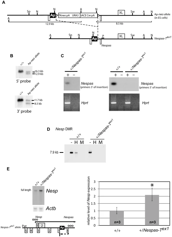 <i>Nesp</i> is fully expressed from the paternal allele in +/<i>Nespas-T<sup>ex1</sup></i>.