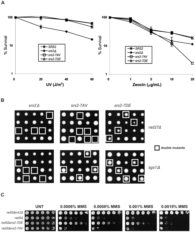 Phosphorylation of Srs2 is required for cell survival when DNA break repair is channeled into HR.