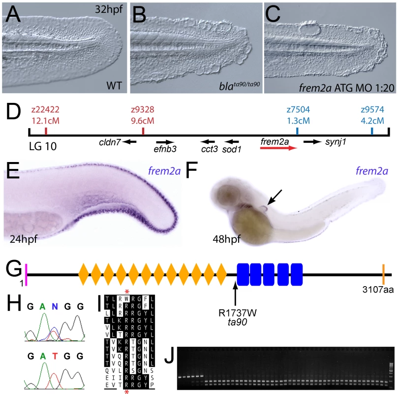 The fin blistering of the <i>blasen</i> mutant is caused by mutation of Frem2a.