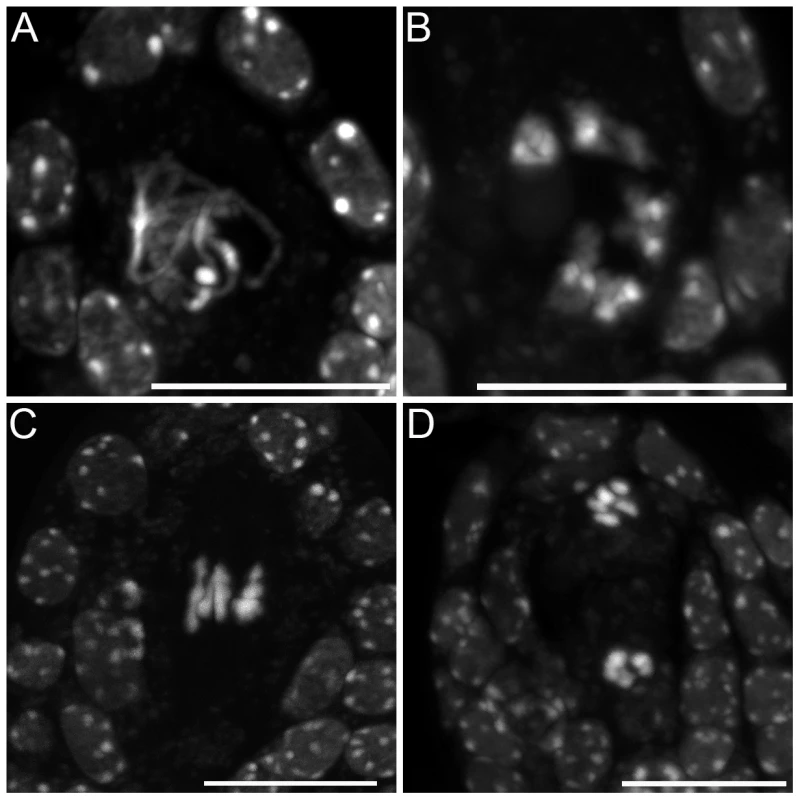 Female meiosis in wild type.