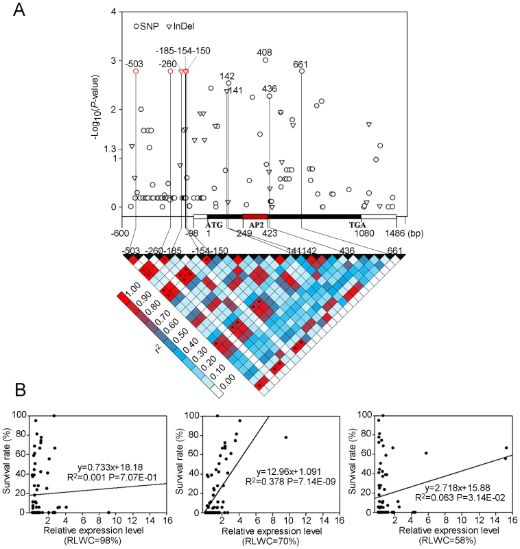 Association analysis of genetic variation <i>ZmDREB2.7</i> with maize drought tolerance.