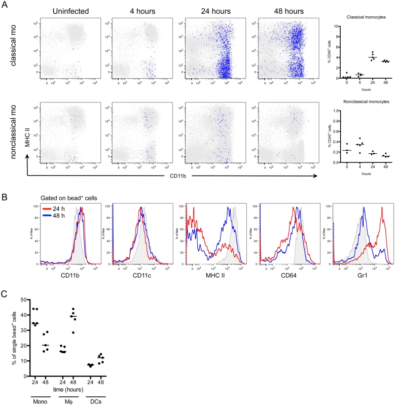 Classical monocytes robustly enter the bladder and become macrophages.