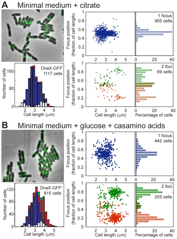 Localization of <i>P.aeruginosa</i> DNA polymerase.