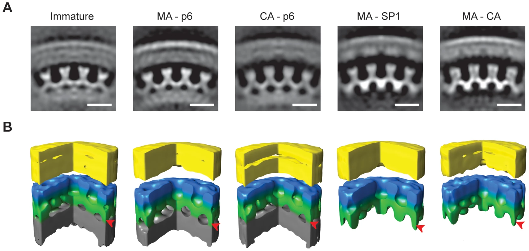 The local structure of the Gag layer.