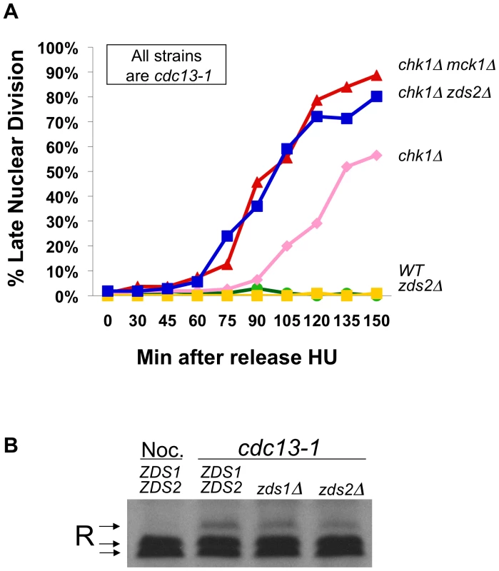 Zds2 has a role in the DNA damage checkpoint.