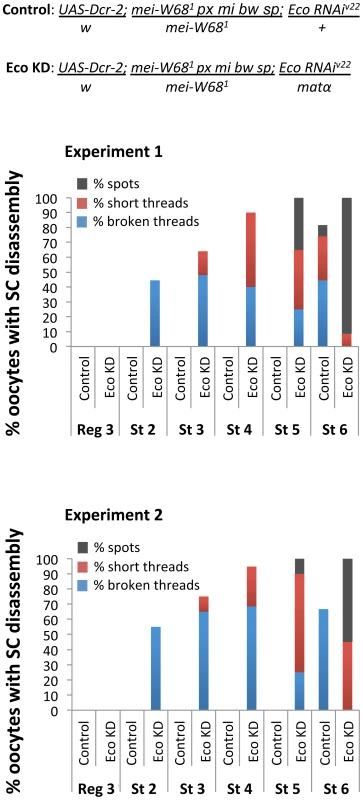 Stabilization of the SC depends on Eco even in the absence of Spo-11 induced DSBs.