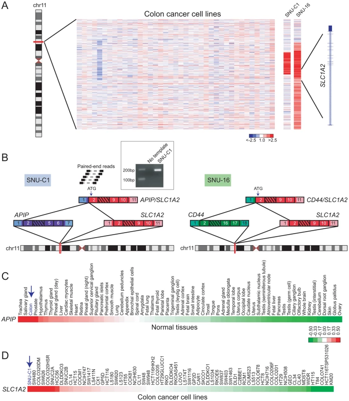 Discovery of <i>APIP/SLC1A2</i> in colon cancer.