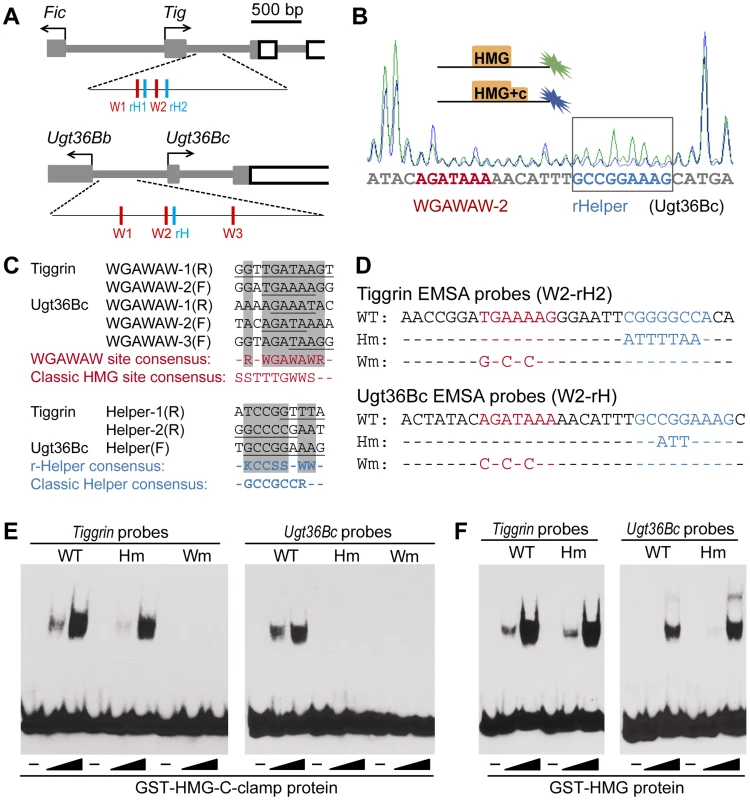 TCF recognizes repressed W-CRMs through a bipartite mechanism.