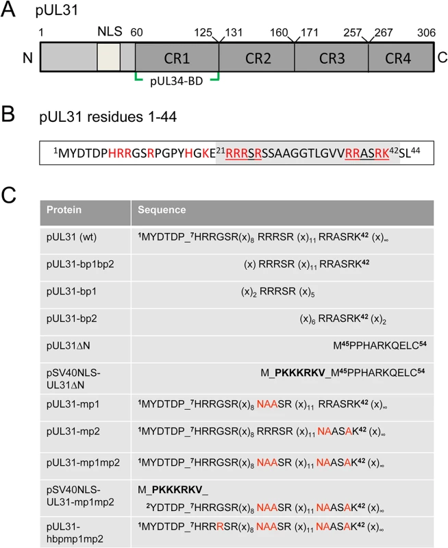 Domain organization and N-terminal mutants of pUL31.