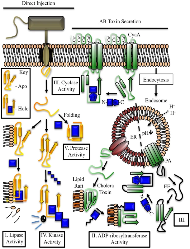 Examples of cofactor regulation of secreted bacterial enzymes.