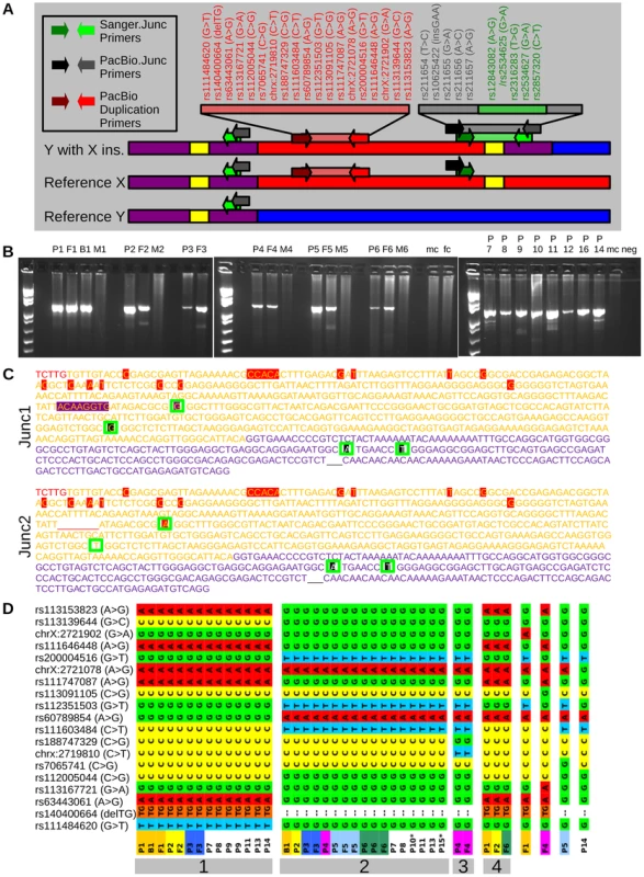 Sequencing to validate the insertion and demonstrate recurrence.
