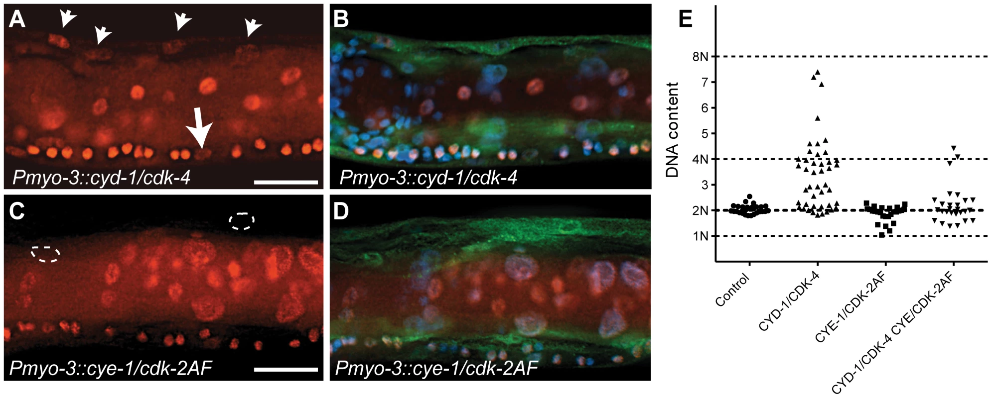 <i>C. elegans</i> Cyclin D/CDK-4 induces DNA replication in muscle.