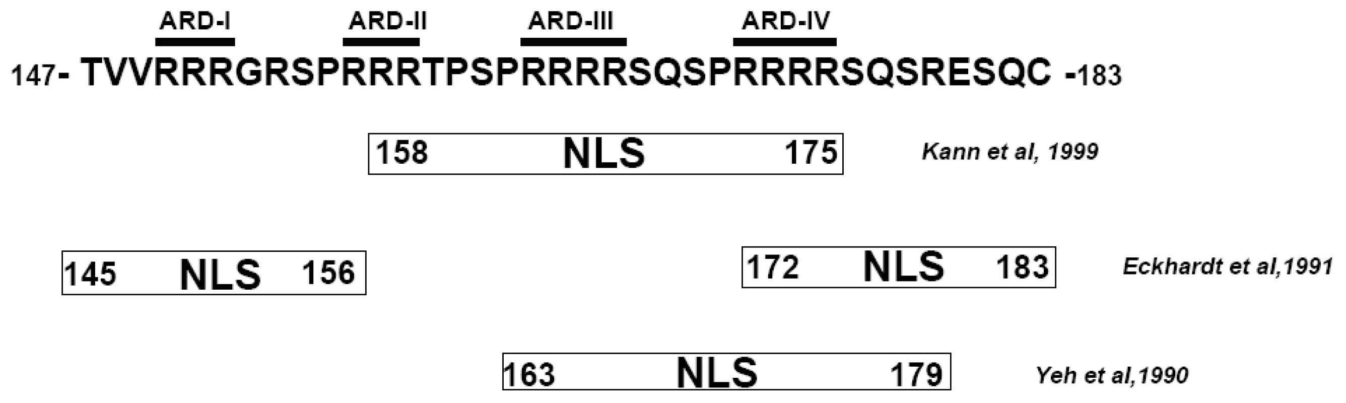 The mapped locations of HBc nuclear localization signals reported in literature are contradictory <em class="ref">[23]</em>, <em class="ref">[24]</em>, <em class="ref">[25]</em>.