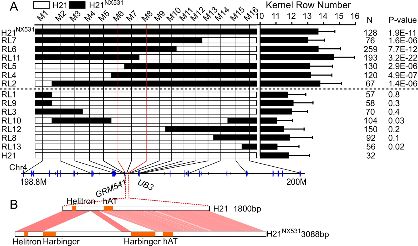 Fine mapping of <i>KRN4</i>.