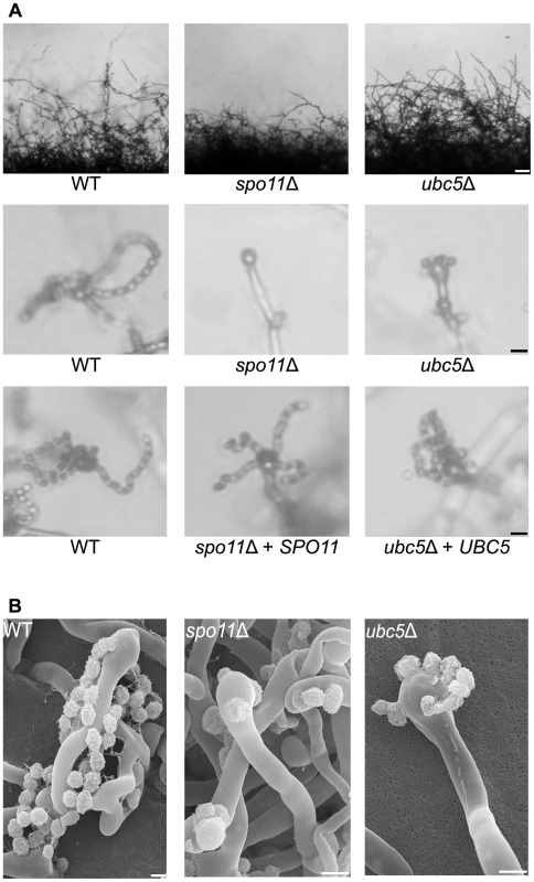 Spo11 and Ubc5 are required to complete sporulation during unisexual reproduction.